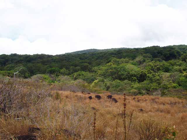 P4260049