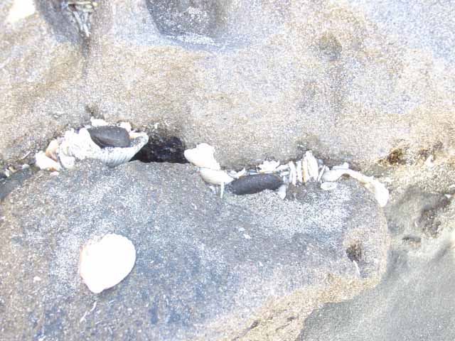 P4290077