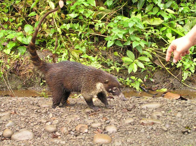 animali4