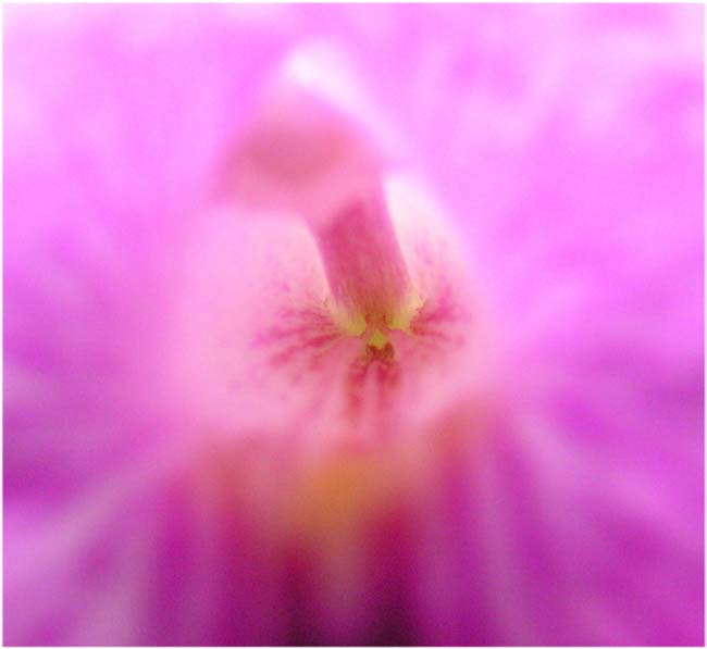fiore