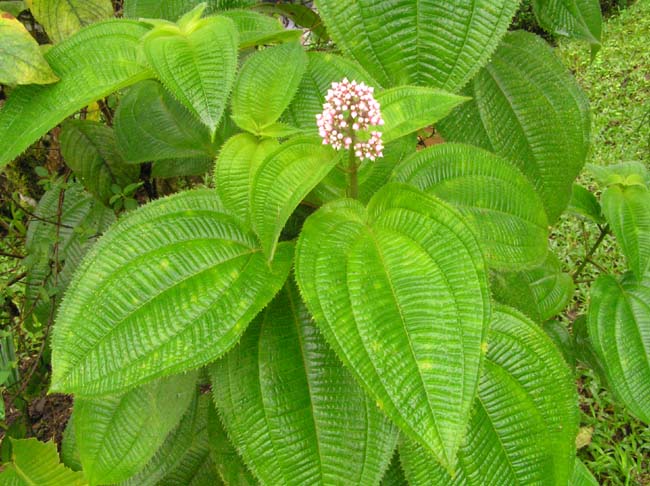 fiori