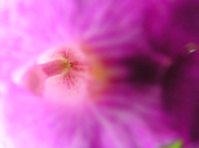 fiori6