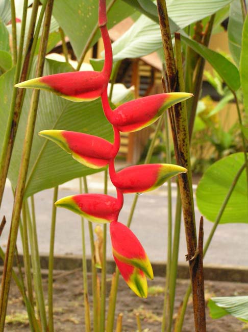 flora1