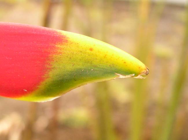 flora2