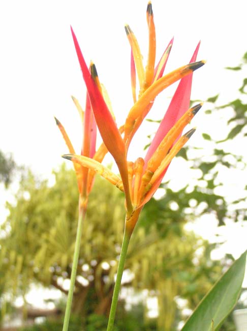flora3
