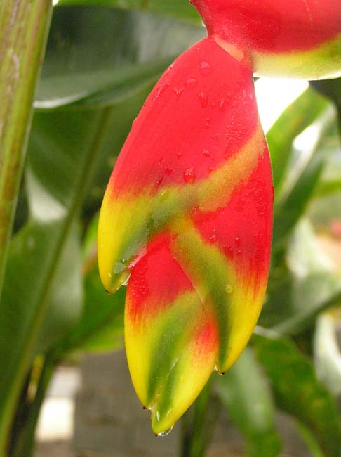 flora6