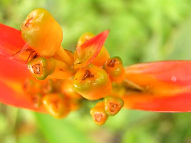 flora7 part