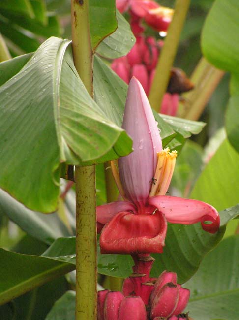 flora8