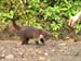 animali4
