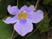 fiore2