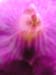 fiori5