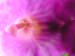 fiori6