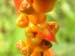 flora 7 part1