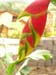flora4