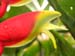 flora5