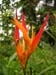 flora7
