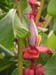 flora8