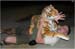 jacpo tigra1