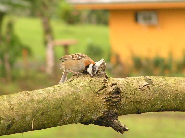 fauna