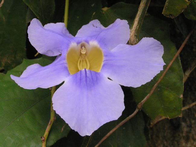 fiore2