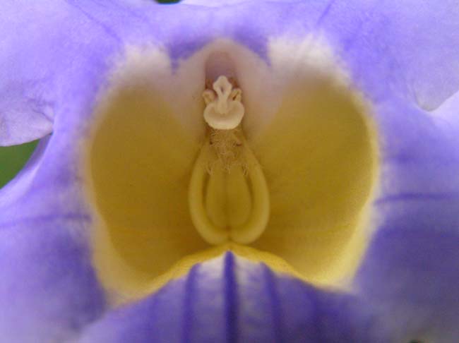 fiore3
