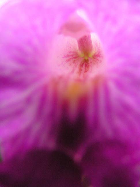 fiori5