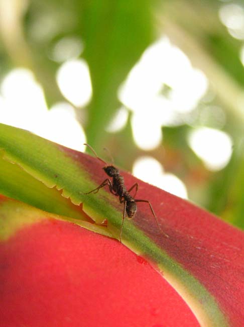 flora e fauna