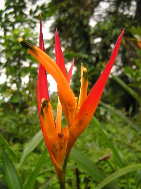 flora7
