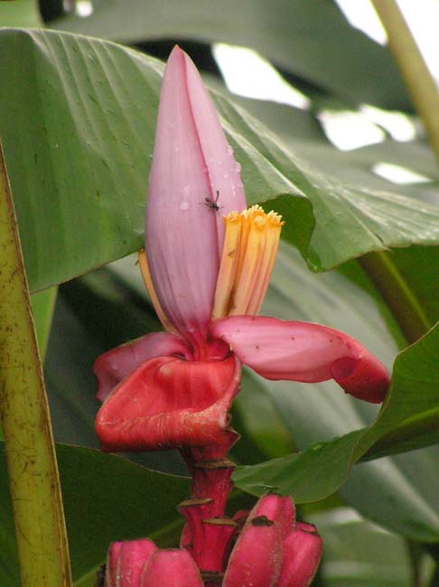 flora9