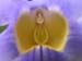 fiore3