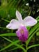 fiori4