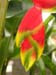 flora6