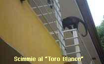 Resort Toro Blanco