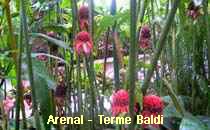 Arenal-Terme