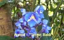 Arenal-Terme