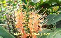 Arenal-Terme