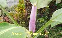 Arenal-Terme