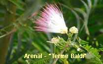 Arenal-Terme