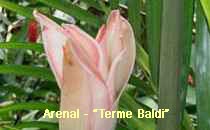 Arenal-Terme