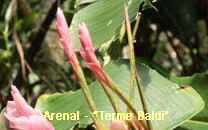 Arenal-Terme
