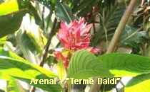 Arenal-Terme
