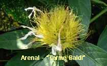 Arenal-Terme