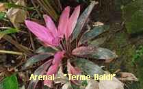 Arenal-Terme