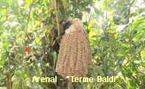 Arenal-Terme