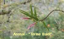 Arenal-Terme