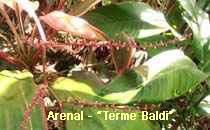 Arenal-Terme