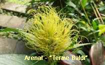 Arenal-Terme