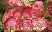 Arenal-Terme