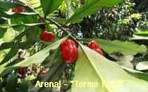 Arenal-Terme