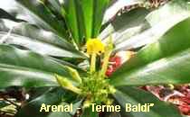 Arenal-Terme